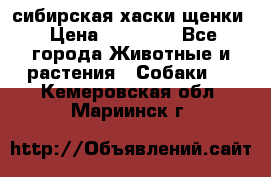 сибирская хаски щенки › Цена ­ 10 000 - Все города Животные и растения » Собаки   . Кемеровская обл.,Мариинск г.